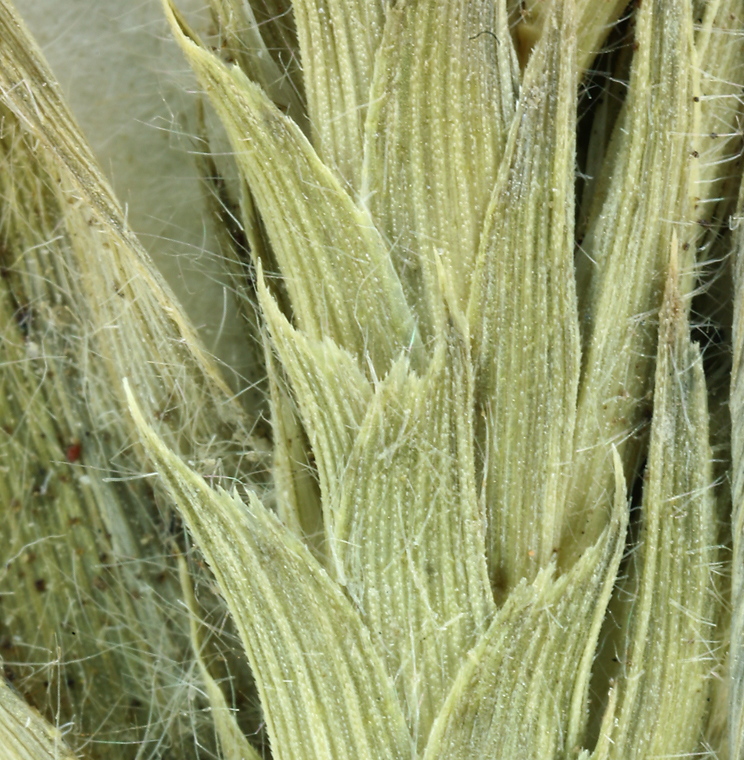 Imagem de Tuctoria mucronata (Crampton) Reeder