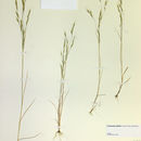 Image of North Africa grass