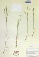 Image of Hairgrass