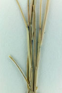 Image of Hairgrass