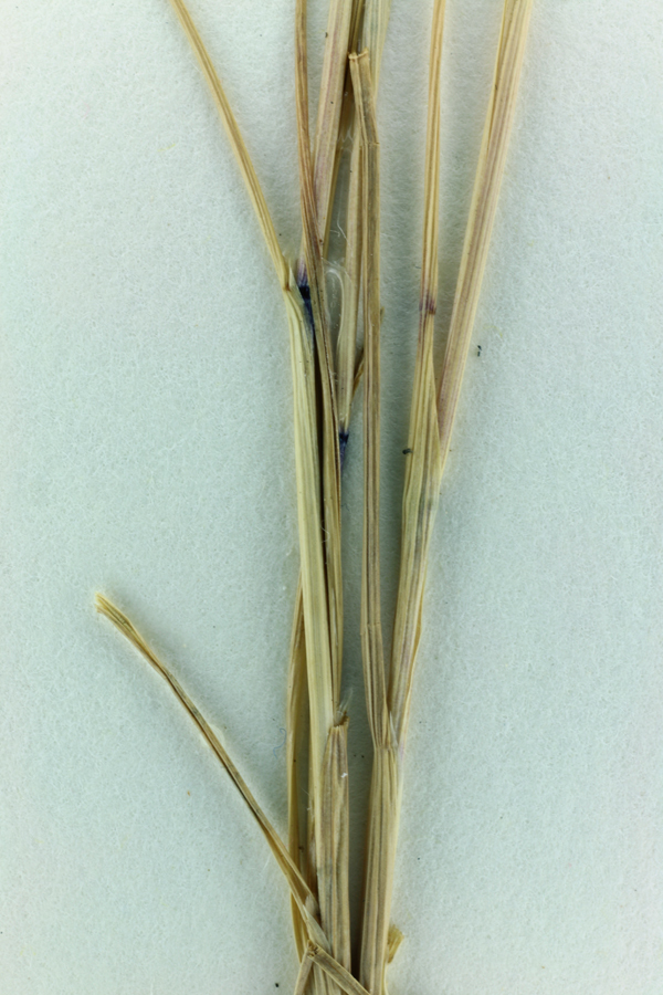 Image of Hairgrass