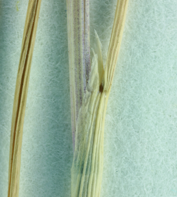 Image of Hairgrass