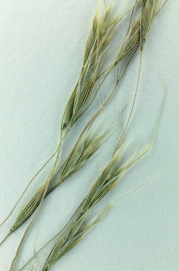 Image of Hairgrass