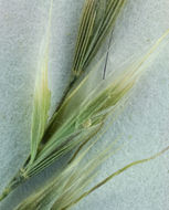 Image of Hairgrass