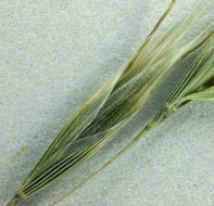 Image of Hairgrass