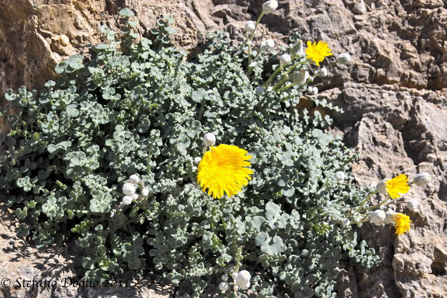 Image of Sonchus masguindalii Pau & Font Quer