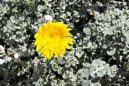 Image of Sonchus masguindalii Pau & Font Quer