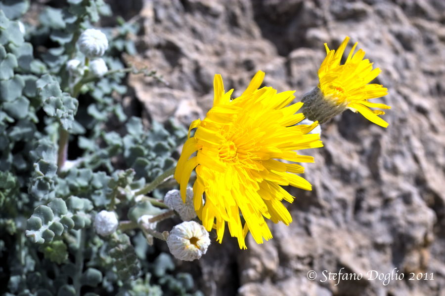 Image of Sonchus masguindalii Pau & Font Quer