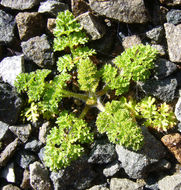 Image of American wild carrot