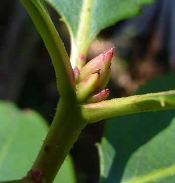 Image of Pacific madrone