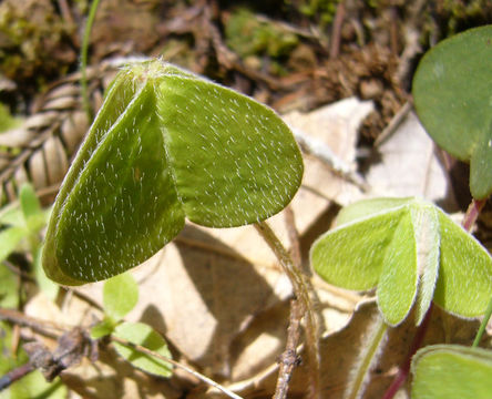 Image of redwood-sorrel