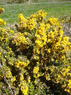 Imagem de Ulex europaeus L.