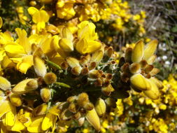 Imagem de Ulex europaeus L.