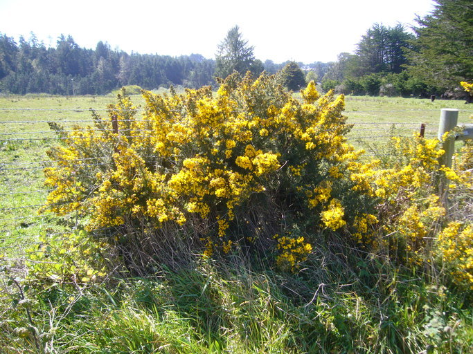 Imagem de Ulex europaeus L.