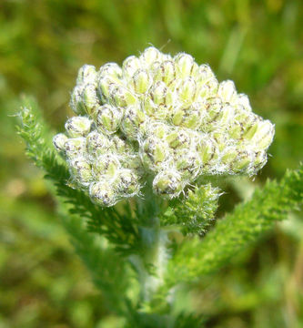 Image of yarrow, milfoil