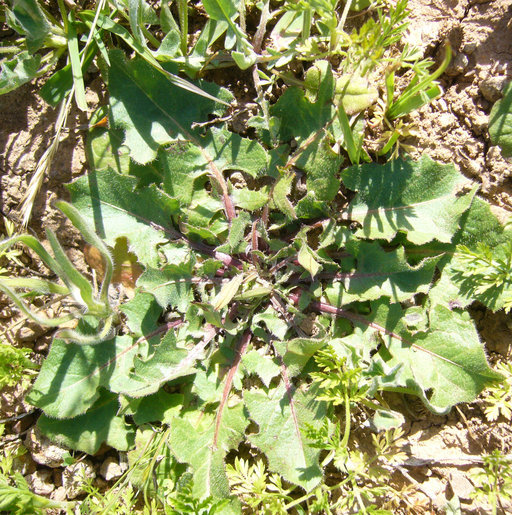 Plancia ëd Crepis vesicaria subsp. taraxacifolia (Thuill.) Thell.