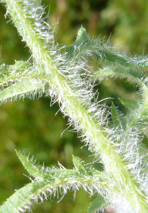 Image of red star-thistle