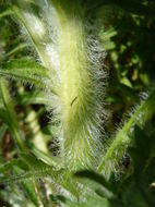 Image of red star-thistle