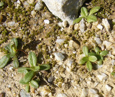 Dittrichia graveolens (L.) W. Greuter resmi