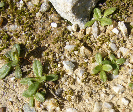 Image of stink aster