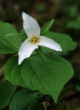 Image of Pacific trillium