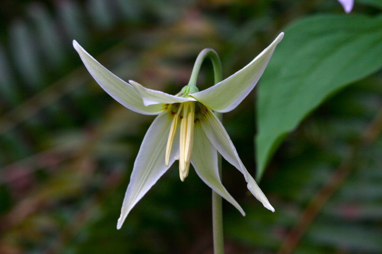 Imagem de Erythronium oregonum Applegate