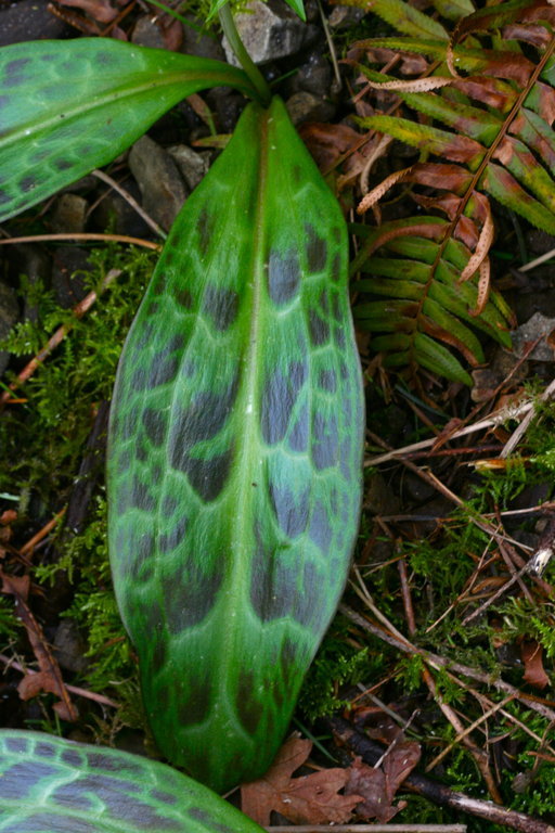 Imagem de Erythronium oregonum Applegate