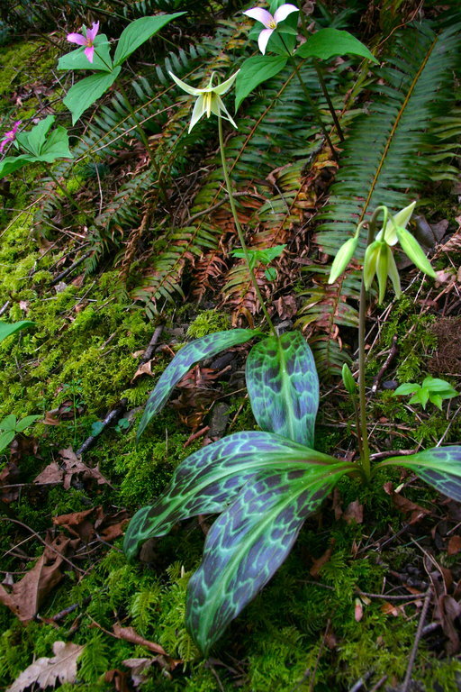 Imagem de Erythronium oregonum Applegate