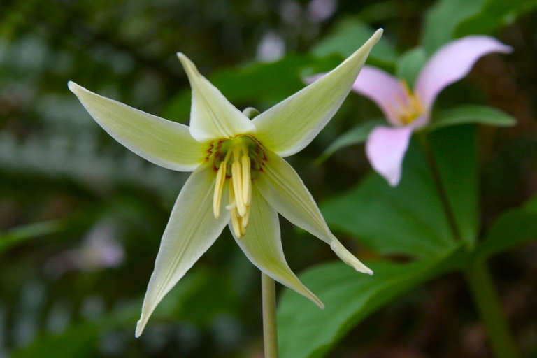 Imagem de Erythronium oregonum Applegate