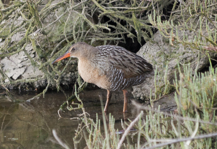 Image of Rallus obsoletus obsoletus Ridgway 1874