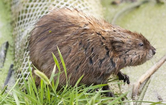 Image of Common Muskrat