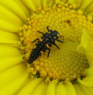 Image of 7-spot ladybird