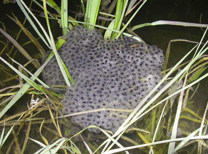 Image of California Red-legged Frog