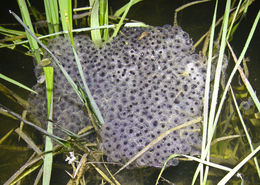 Image of California Red-legged Frog