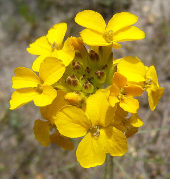 Image of Ben Lomond wallflower