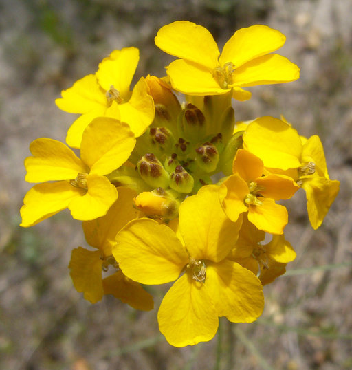 Image of Ben Lomond wallflower