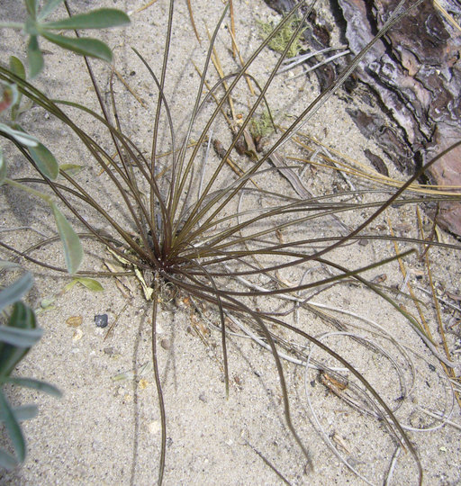 Image of Ben Lomond wallflower