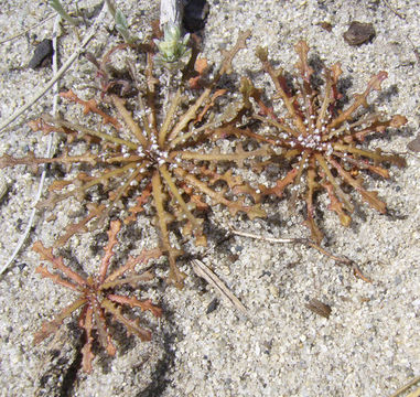 Image de Malacothrix floccifera (DC.) S. F. Blake