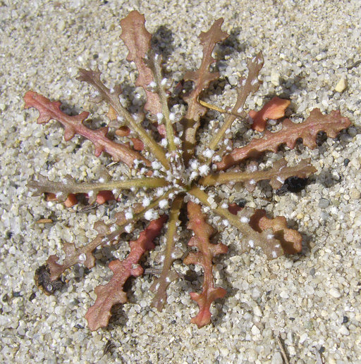 Image of woolly desertdandelion