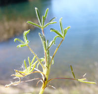 Image de Lupinus bicolor Lindl.