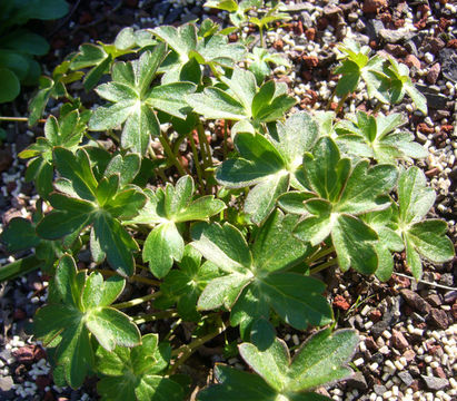 Слика од Delphinium luteum A. A. Heller