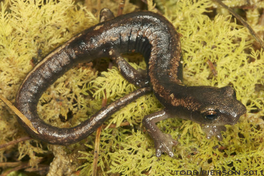 Image of Bolitoglossa centenorum Campbell, Smith, Streicher, Acevedo & Brodie 2010