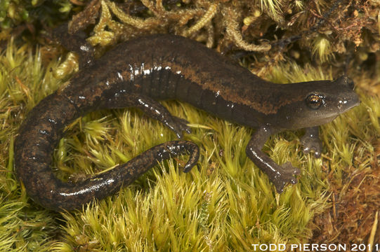 Image of Bolitoglossa centenorum Campbell, Smith, Streicher, Acevedo & Brodie 2010