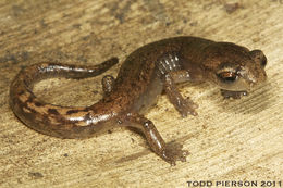 Image of Bolitoglossa cuchumatana (Stuart 1943)