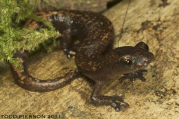 Image of Bolitoglossa cuchumatana (Stuart 1943)