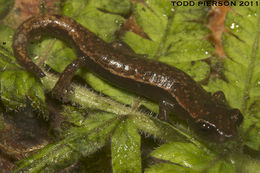 Image of Bolitoglossa cuchumatana (Stuart 1943)