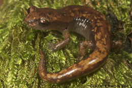 Image of Bolitoglossa cuchumatana (Stuart 1943)