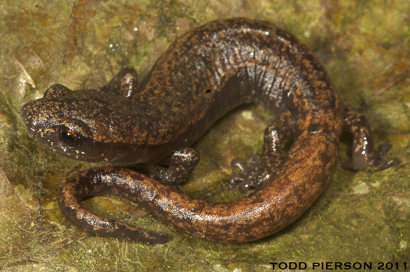 Image of Bolitoglossa cuchumatana (Stuart 1943)