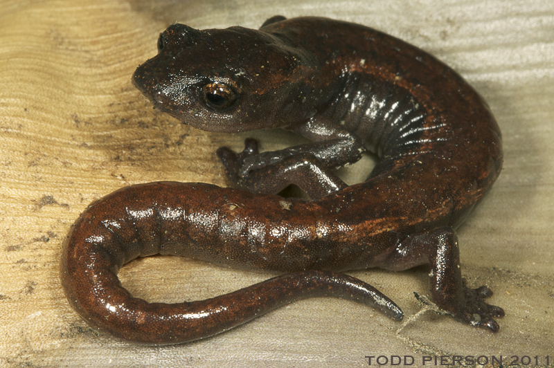 Image of Bolitoglossa huehuetenanguensis Campbell, Smith, Streicher, Acevedo & Brodie 2010