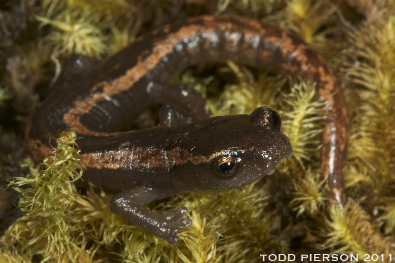 Image of Bolitoglossa huehuetenanguensis Campbell, Smith, Streicher, Acevedo & Brodie 2010